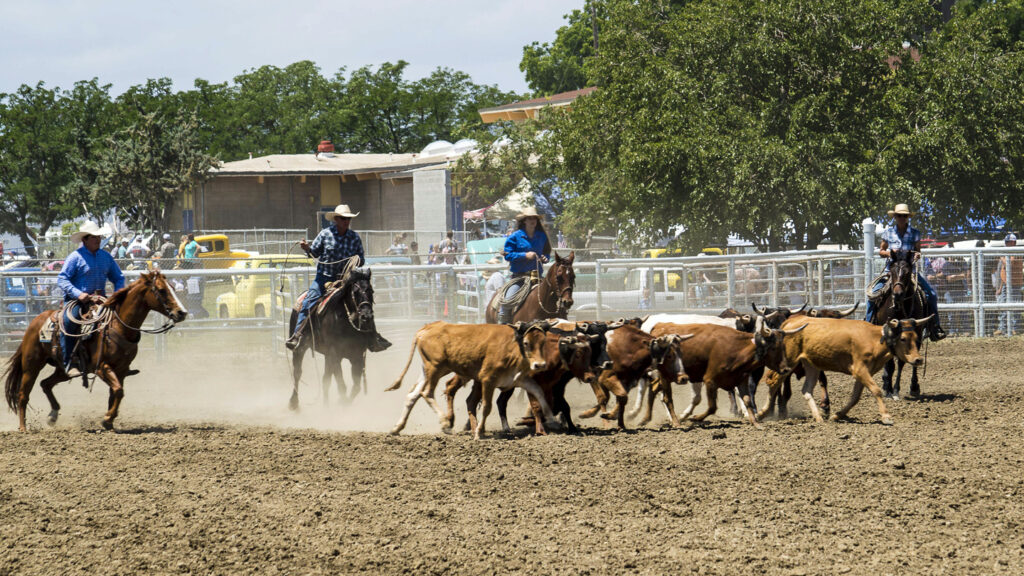 Picture of the rodeo, people riding horses trying to rope cattle